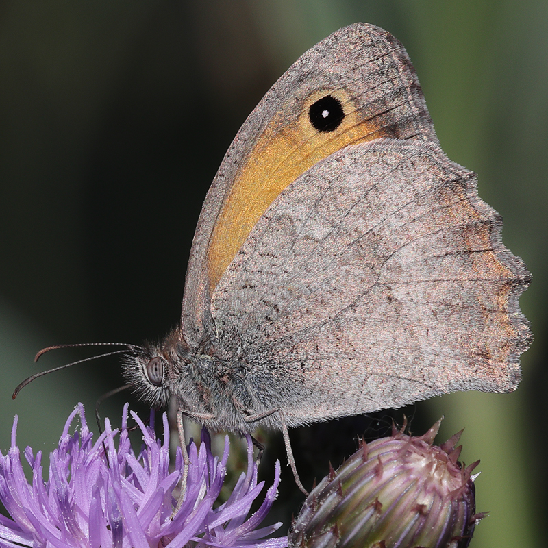 Hyponephele lycaonoides