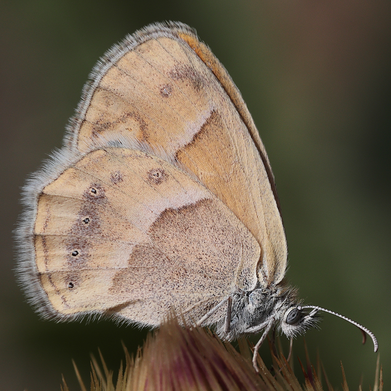 Coenonympha saadi