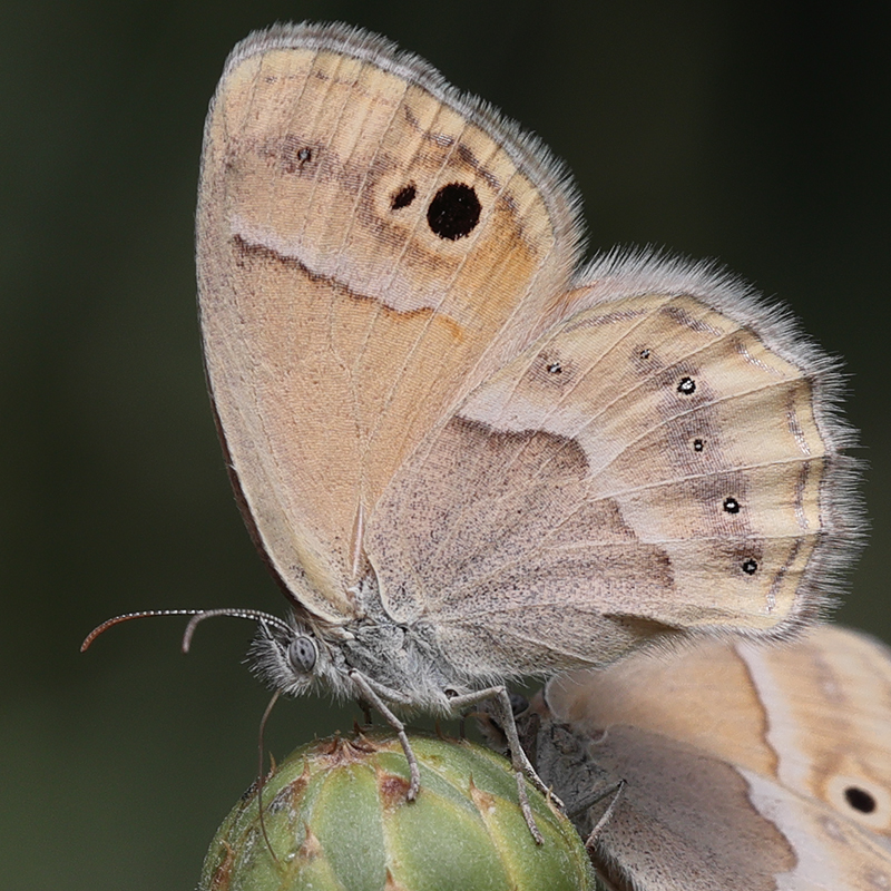 Coenonympha saadi