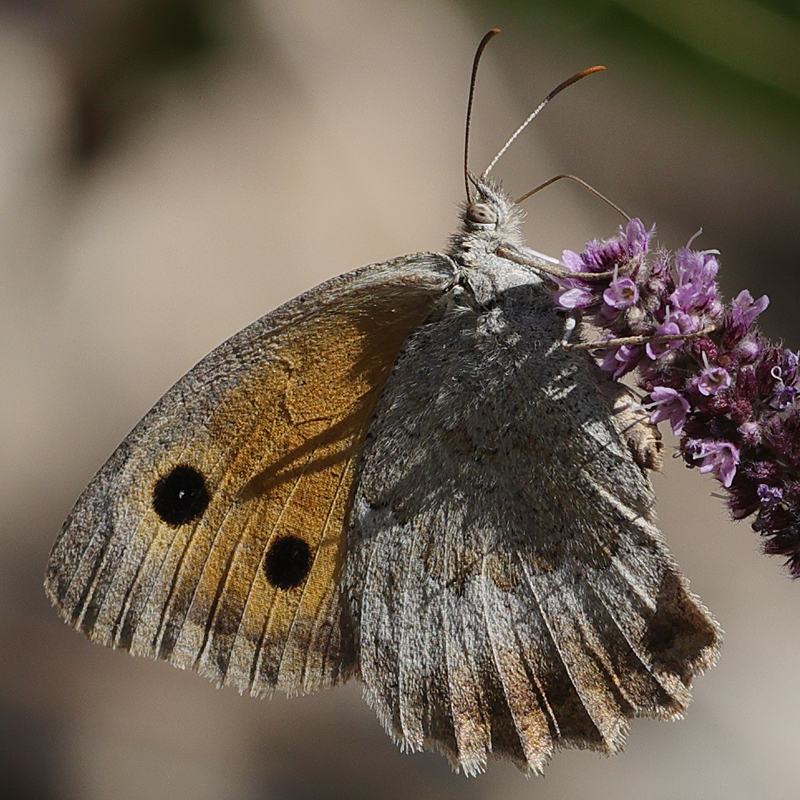 Hyponephele lycaonoides