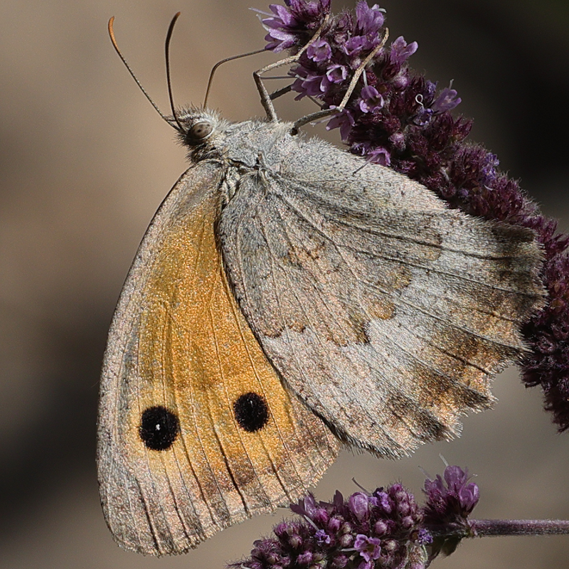 Hyponephele lycaonoides