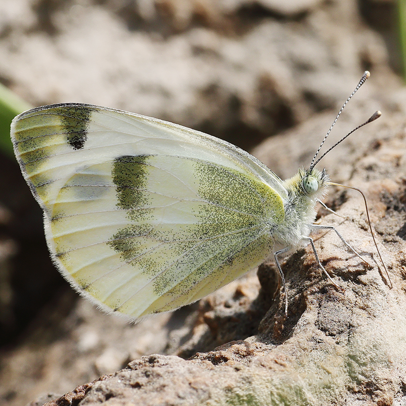 Pieris krueperi