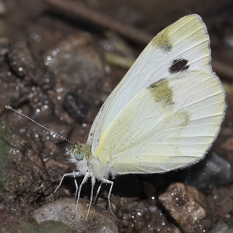 Pieris krueperi