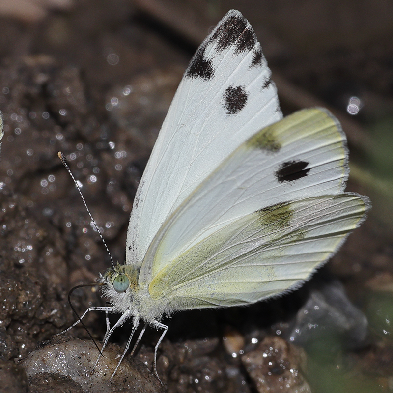 Pieris krueperi