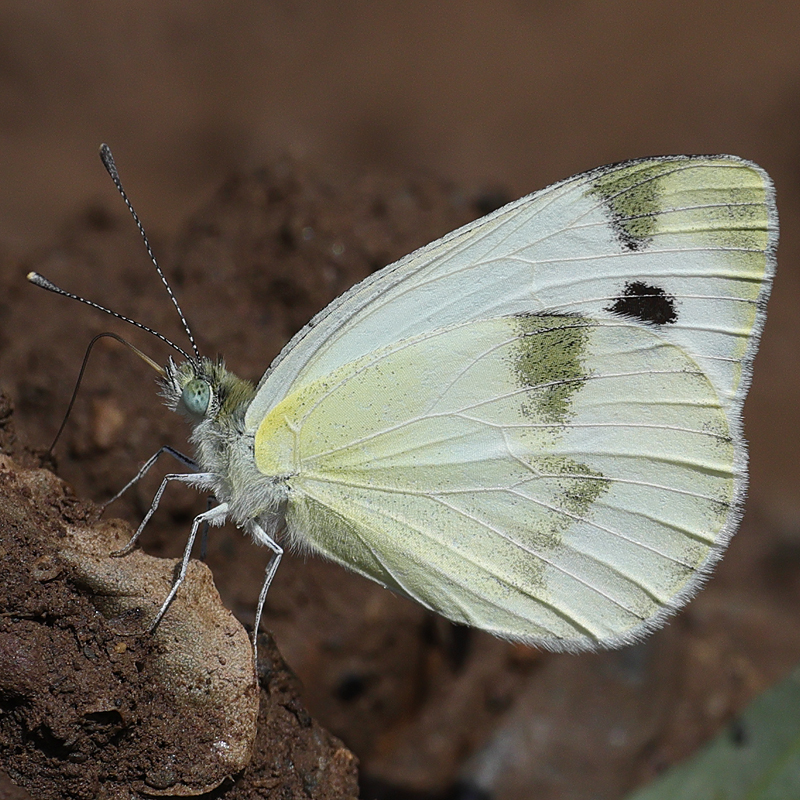 Pieris krueperi