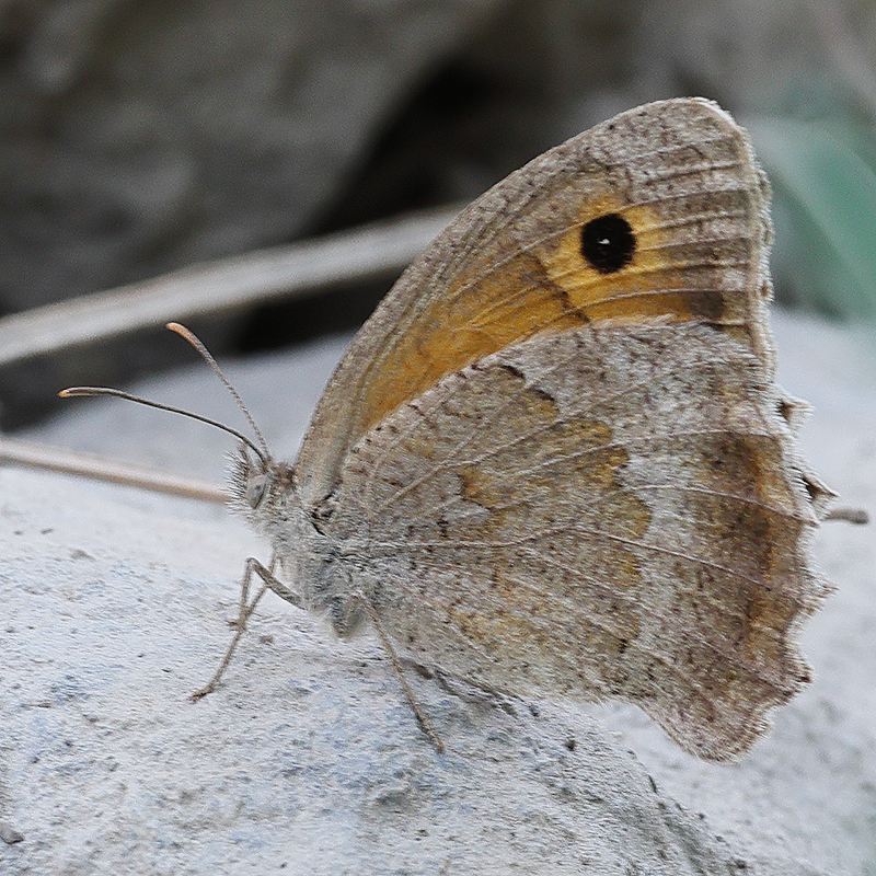 Hyponephele lycaonoides