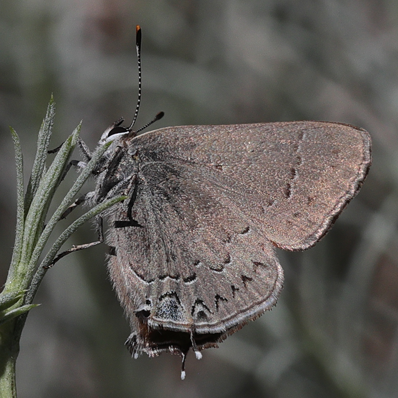 Satyrium saepium