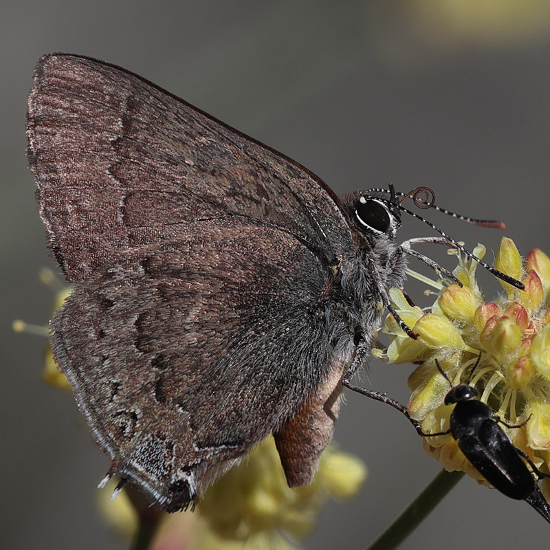 Satyrium saepium