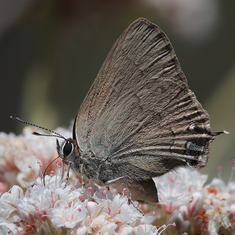 Satyrium saepium
