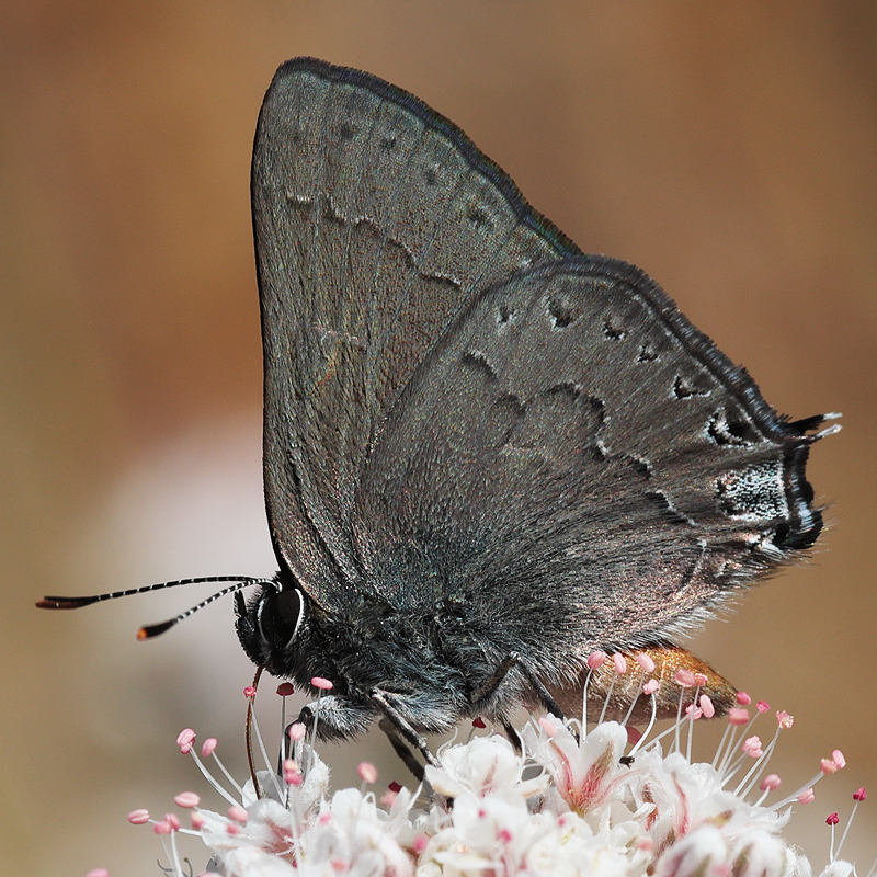 Satyrium saepium