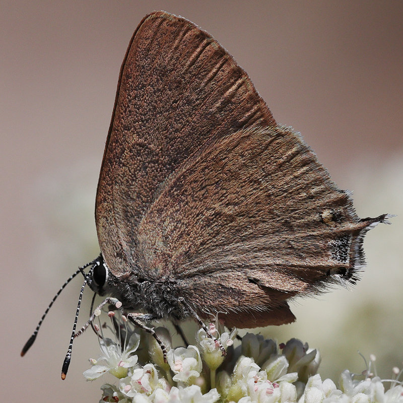 Satyrium auretorum spadix