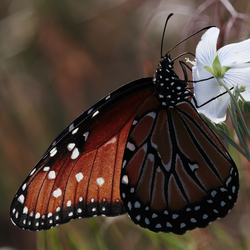 Danaus gilippus