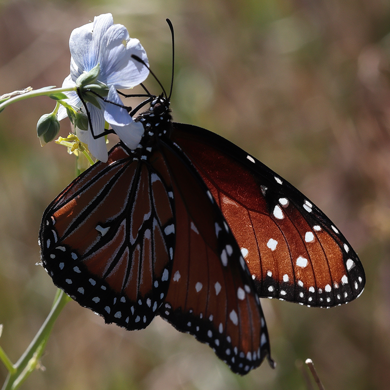Danaus gilippus