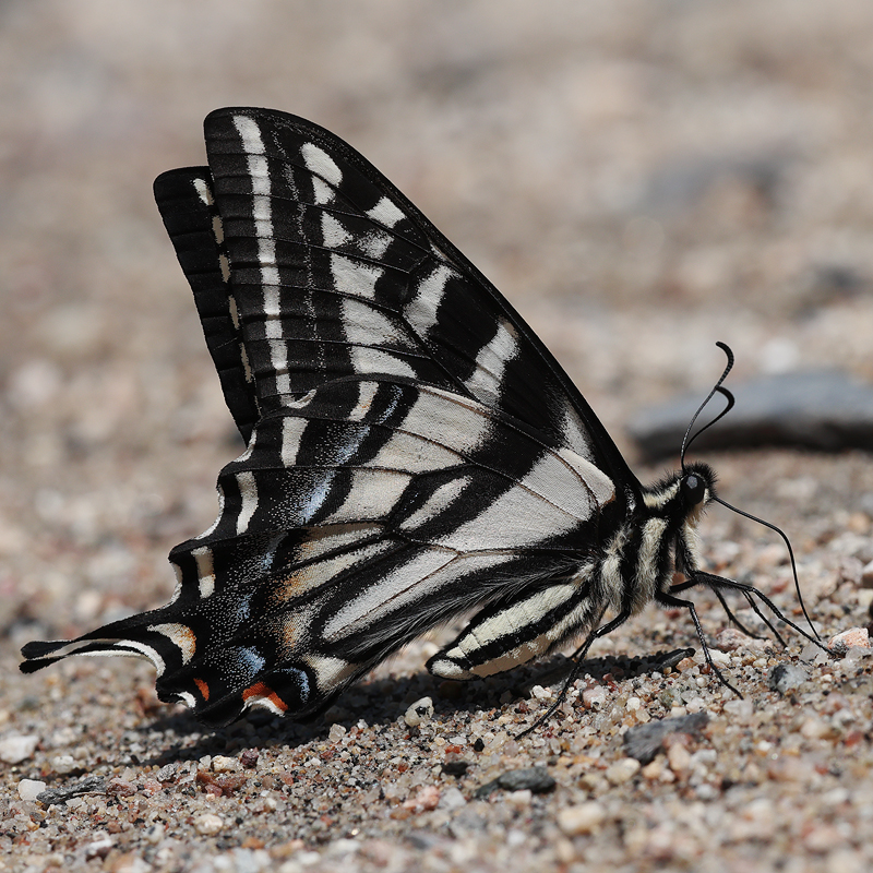 Papilio eurymedon