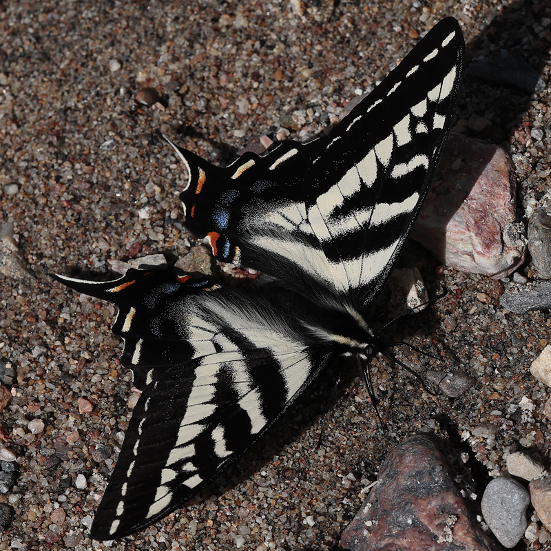 Papilio eurymedon