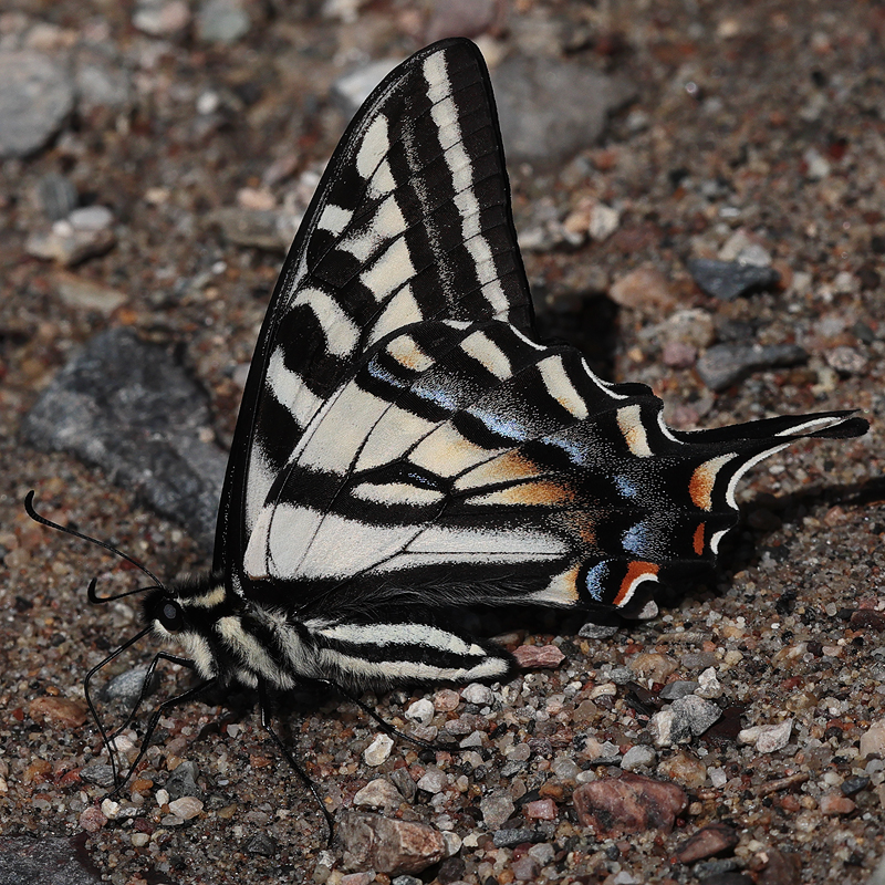 Papilio eurymedon