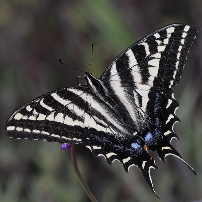 Papilio eurymedon