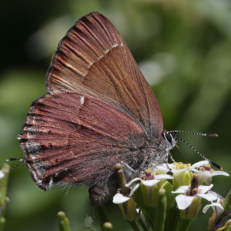 Callophrys nelsoni