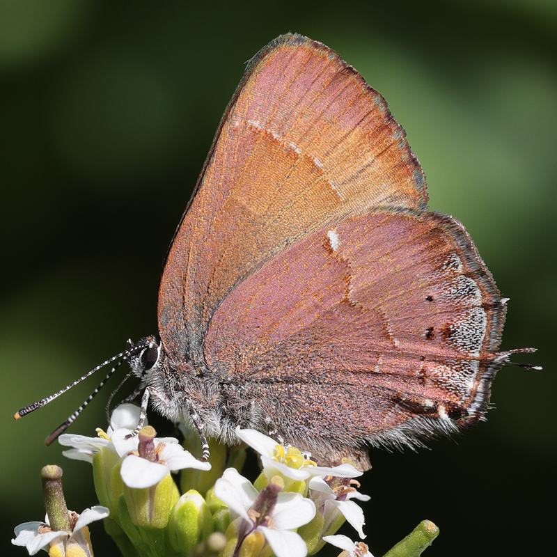 Callophrys nelsoni