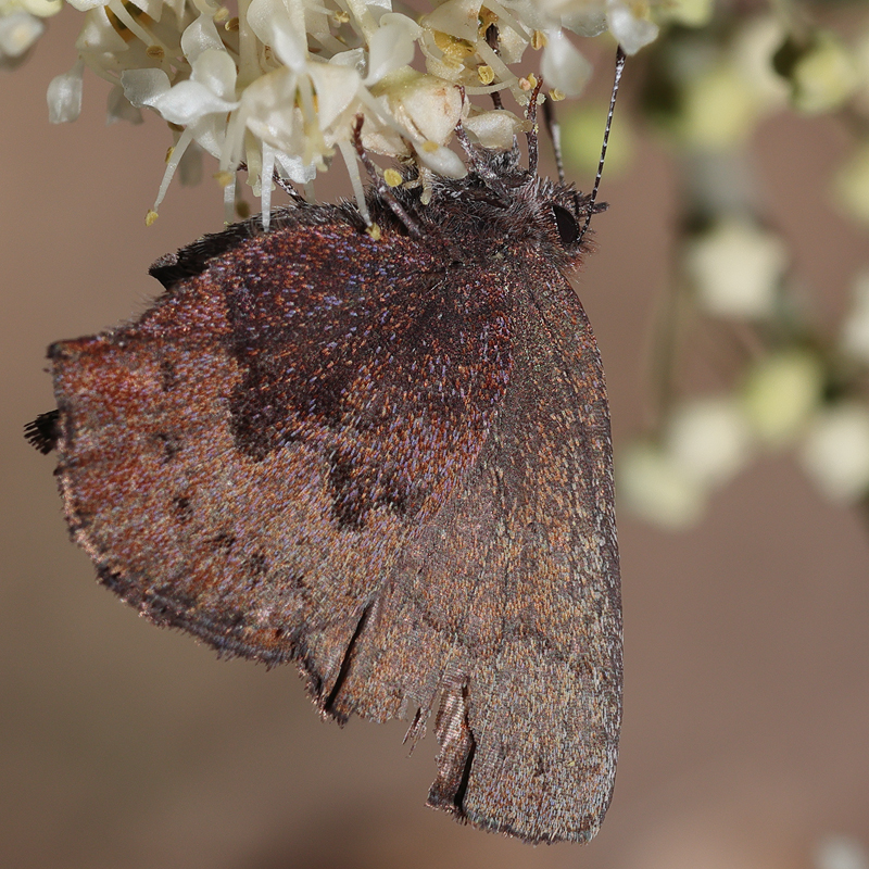 Callophrys augustinus