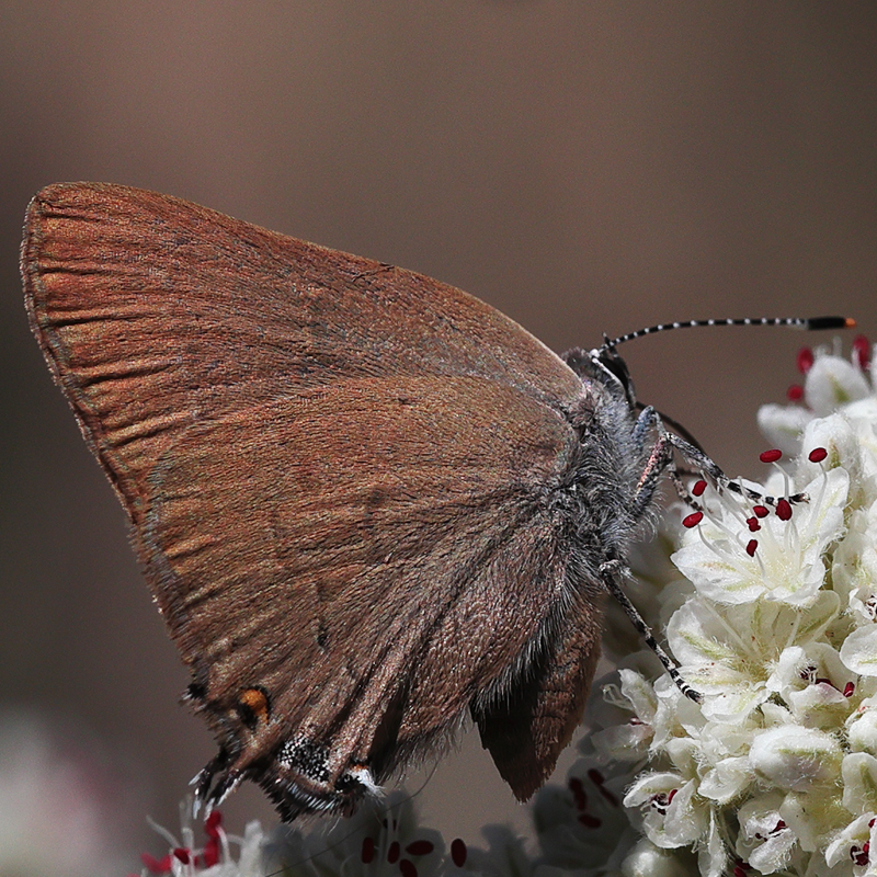 Satyrium auretorum