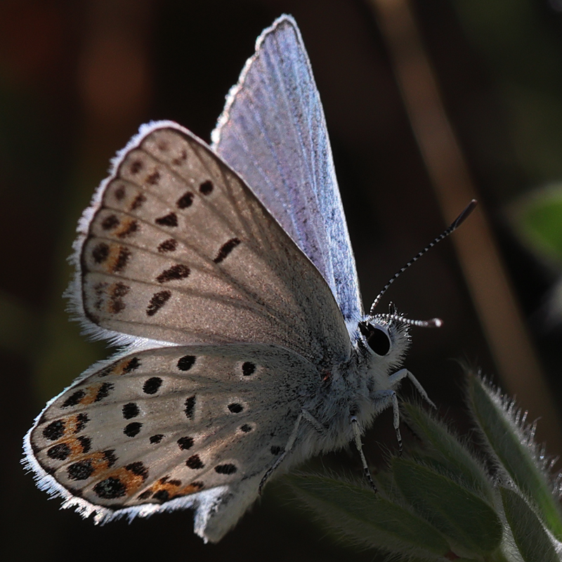 Plebejus melissa