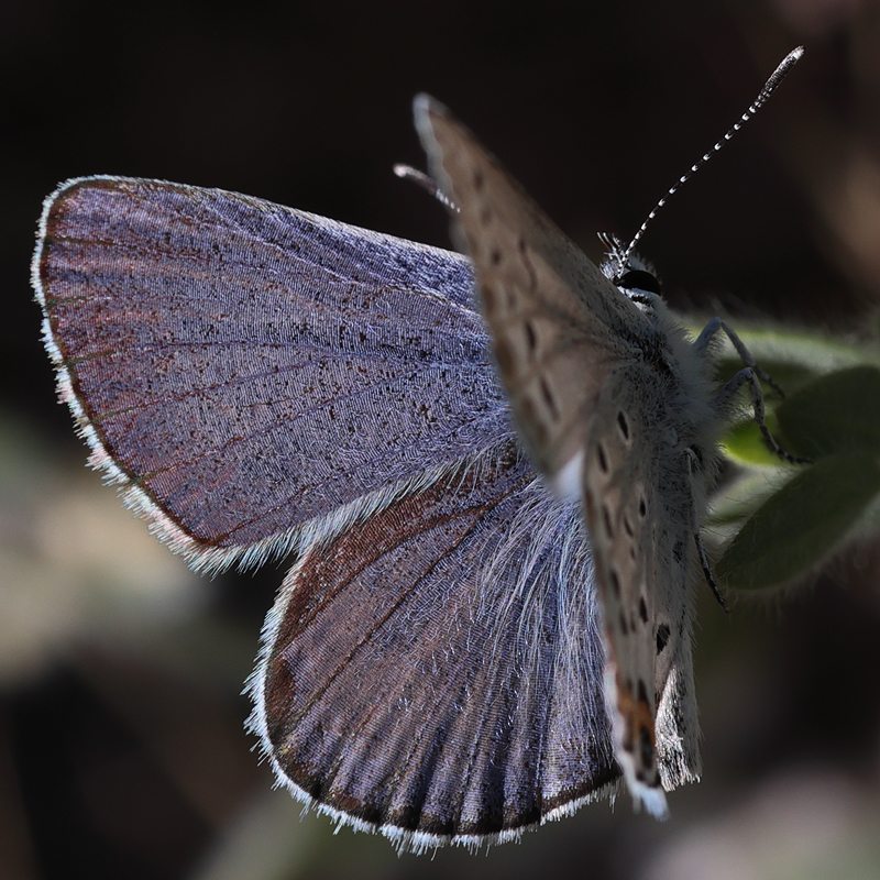 Plebejus melissa