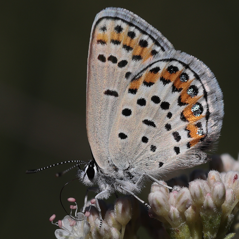 Plebejus melissa
