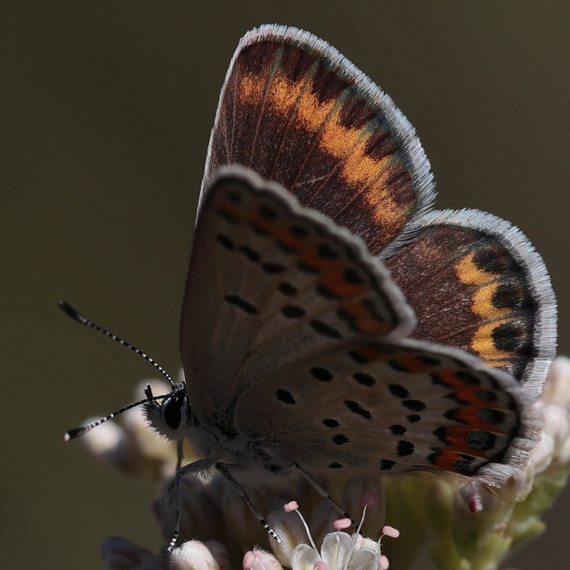 Plebejus melissa