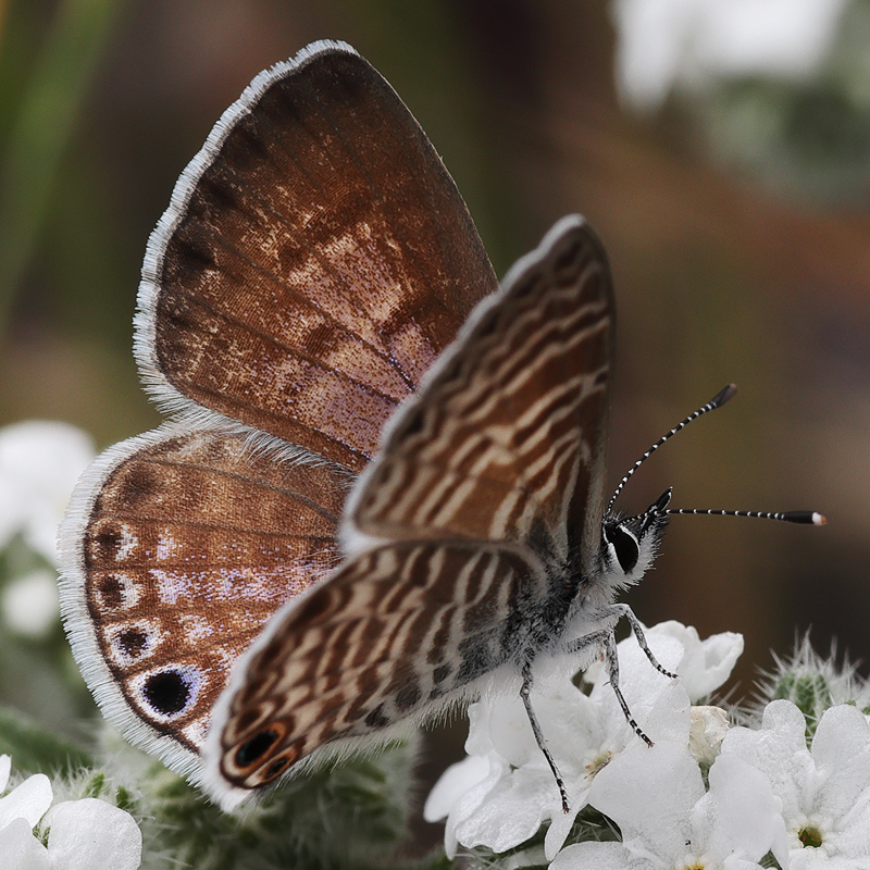 Leptotes marina