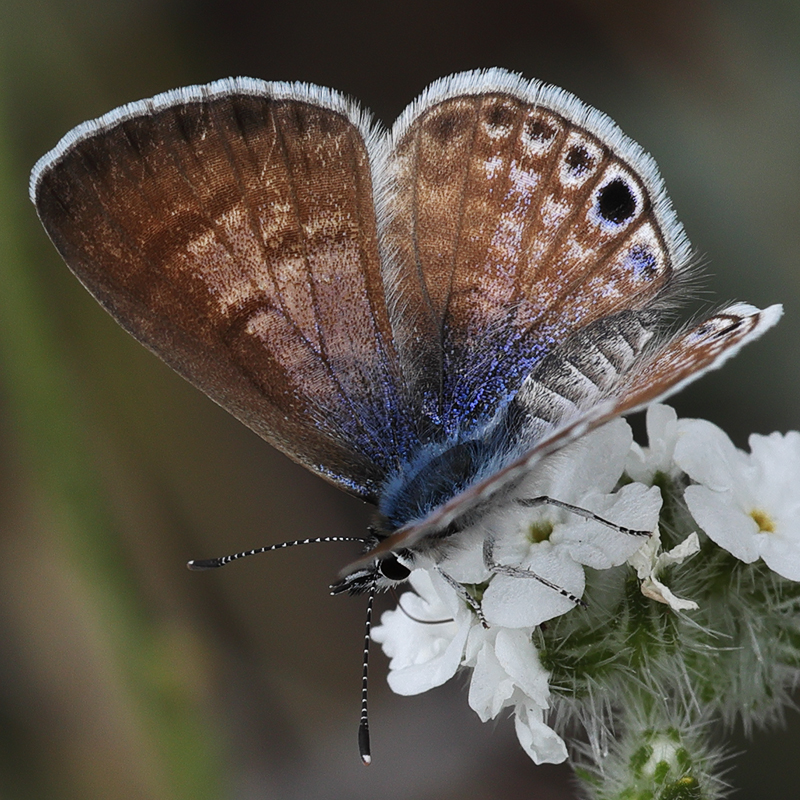 Leptotes marina