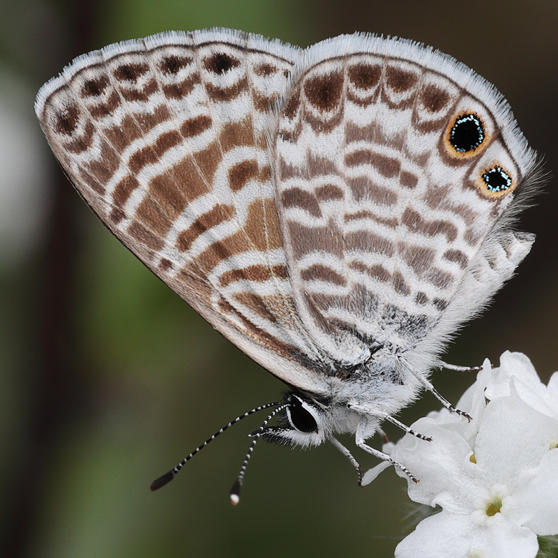 Leptotes marina