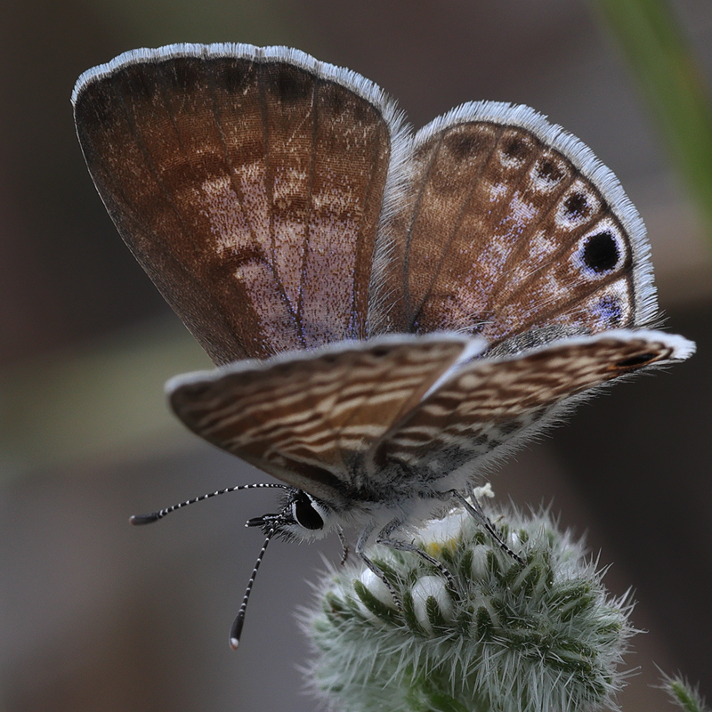Leptotes marina