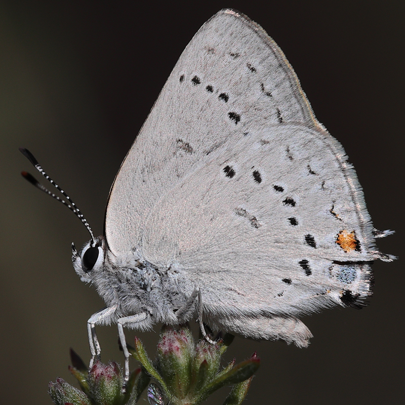 Satyrium dryope
