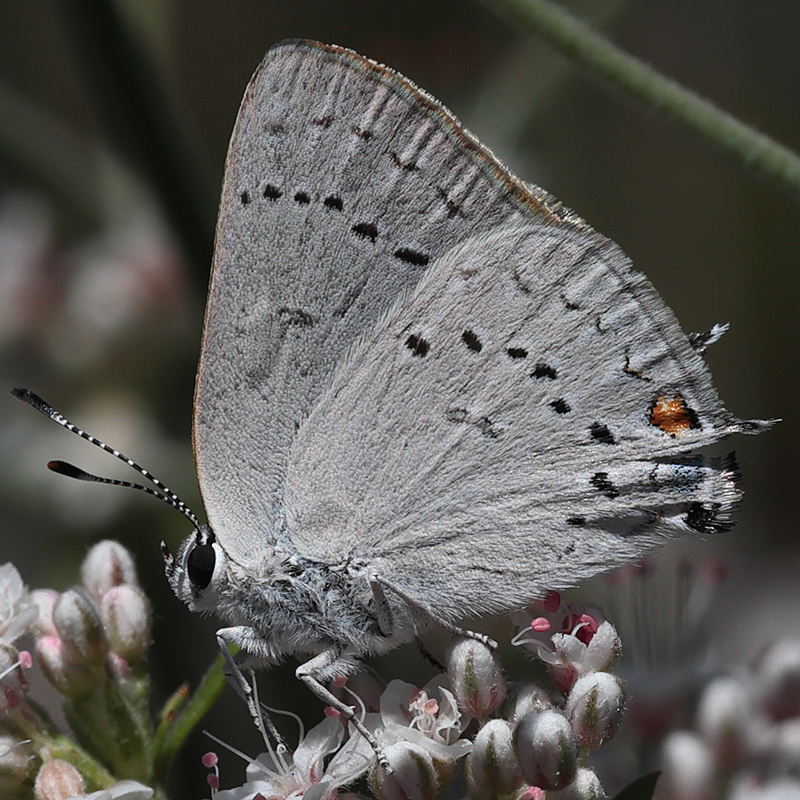 Satyrium dryope