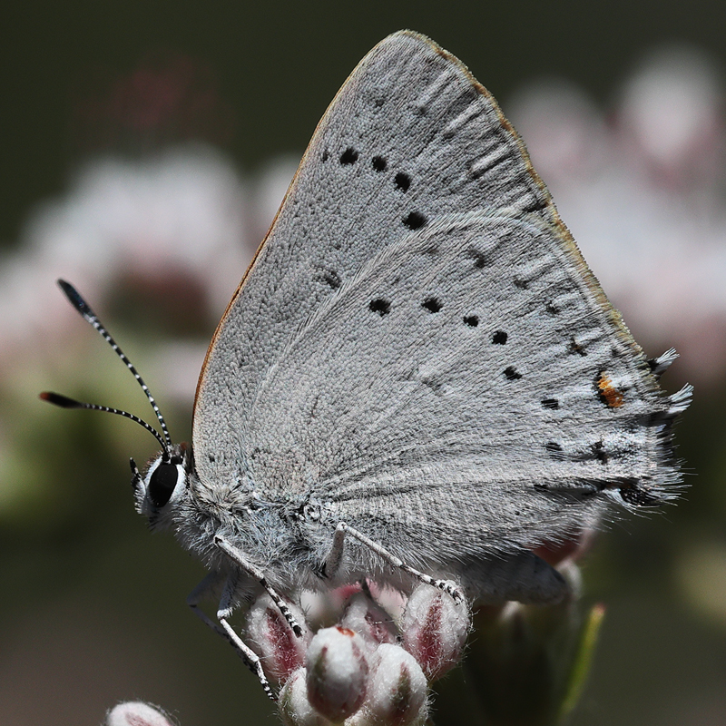 Satyrium dryope