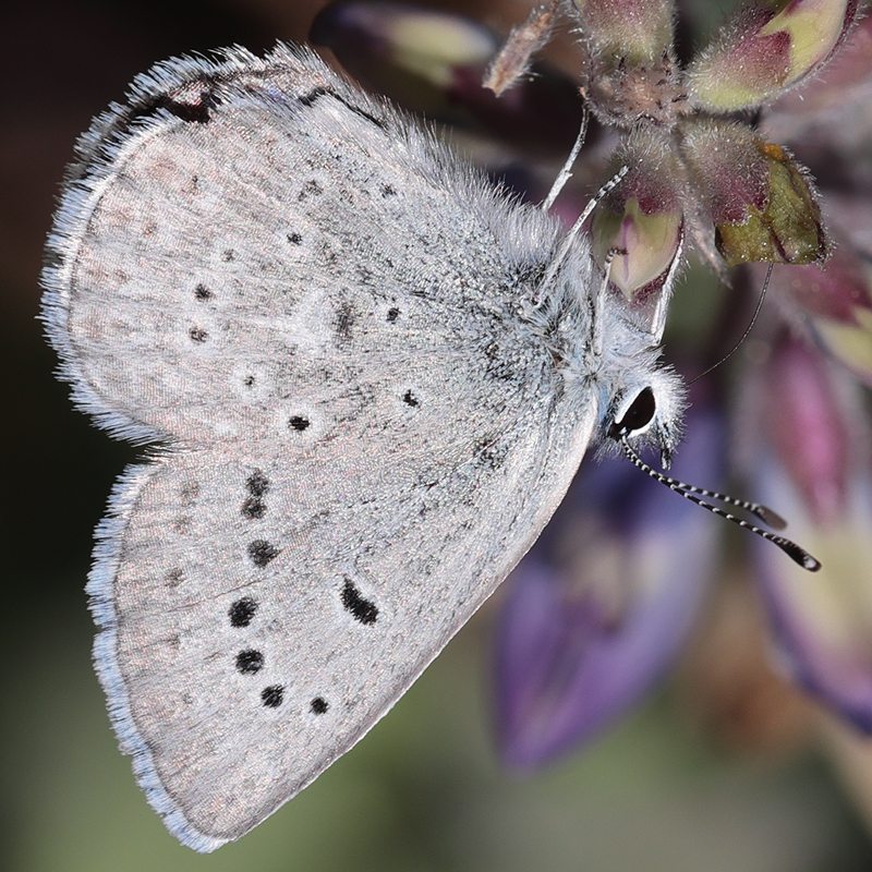 Icaricia icarioides evius