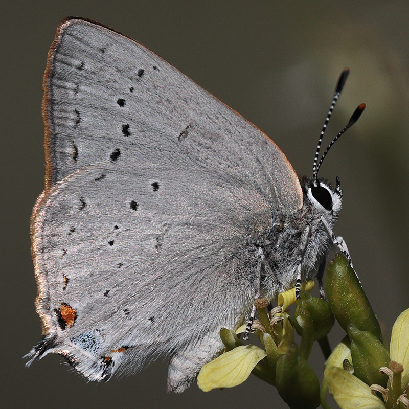 Satyrium sylvinus