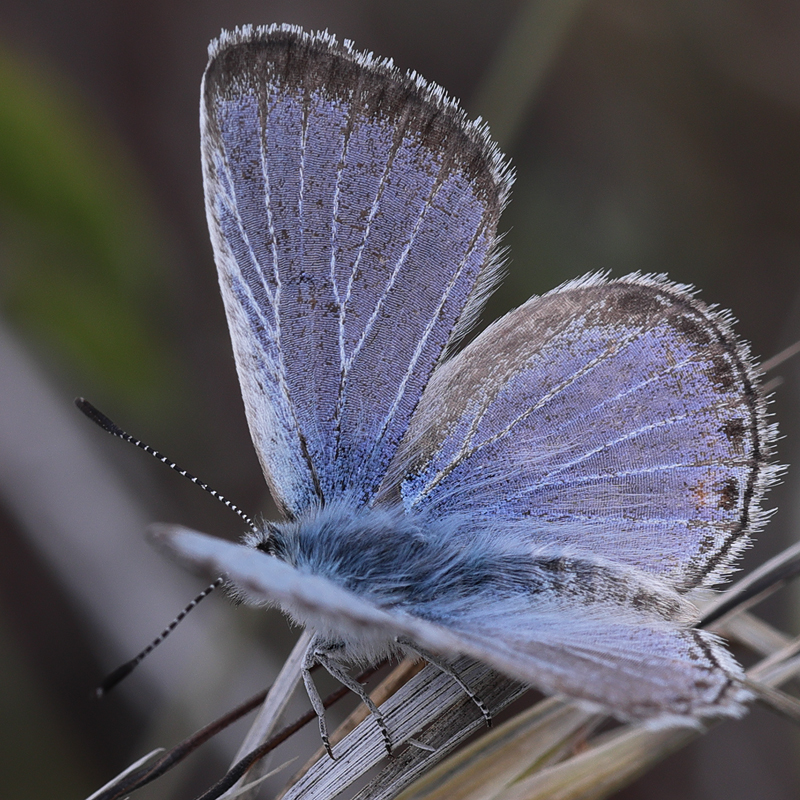 Icaricia icarioides evius