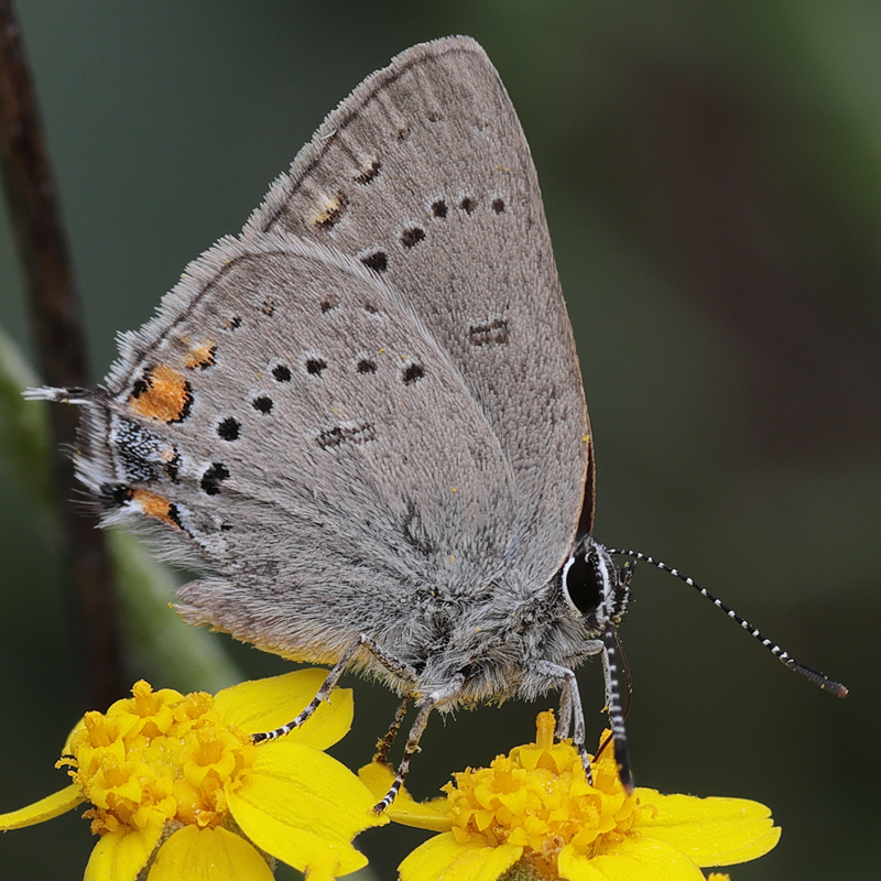 Satyrium californica