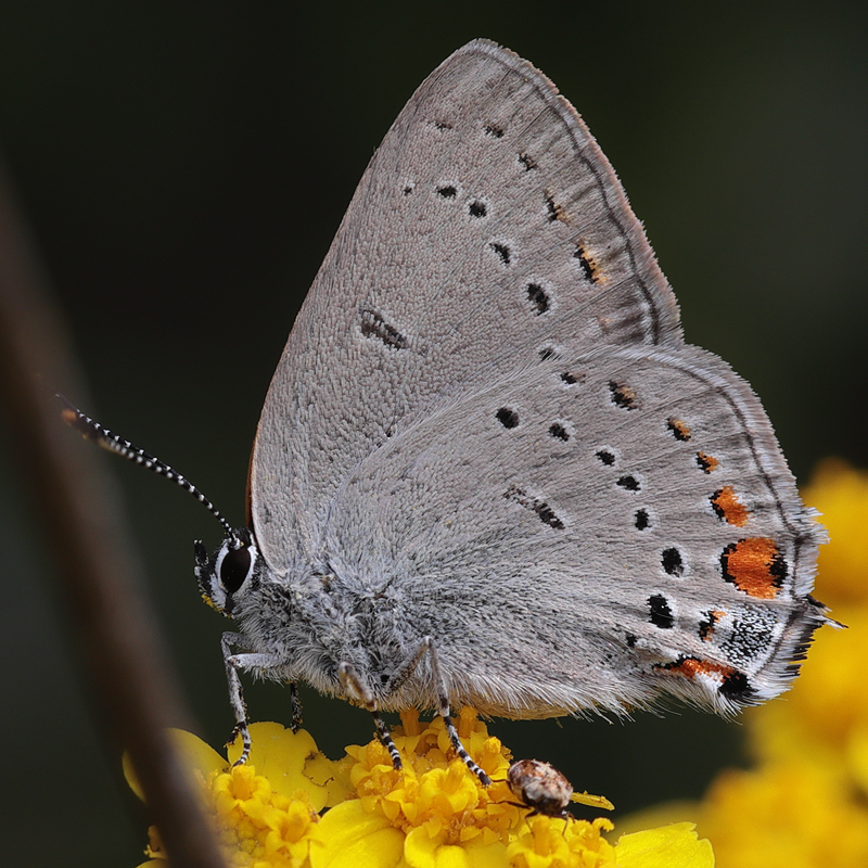 Satyrium californica