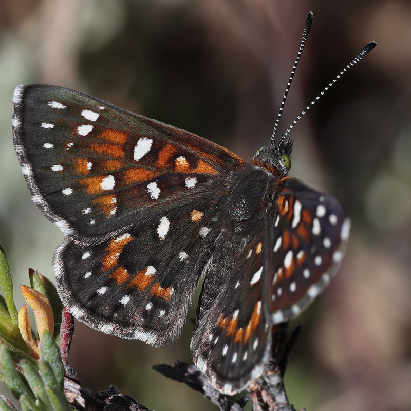 Apodemia virgulti peninsularis