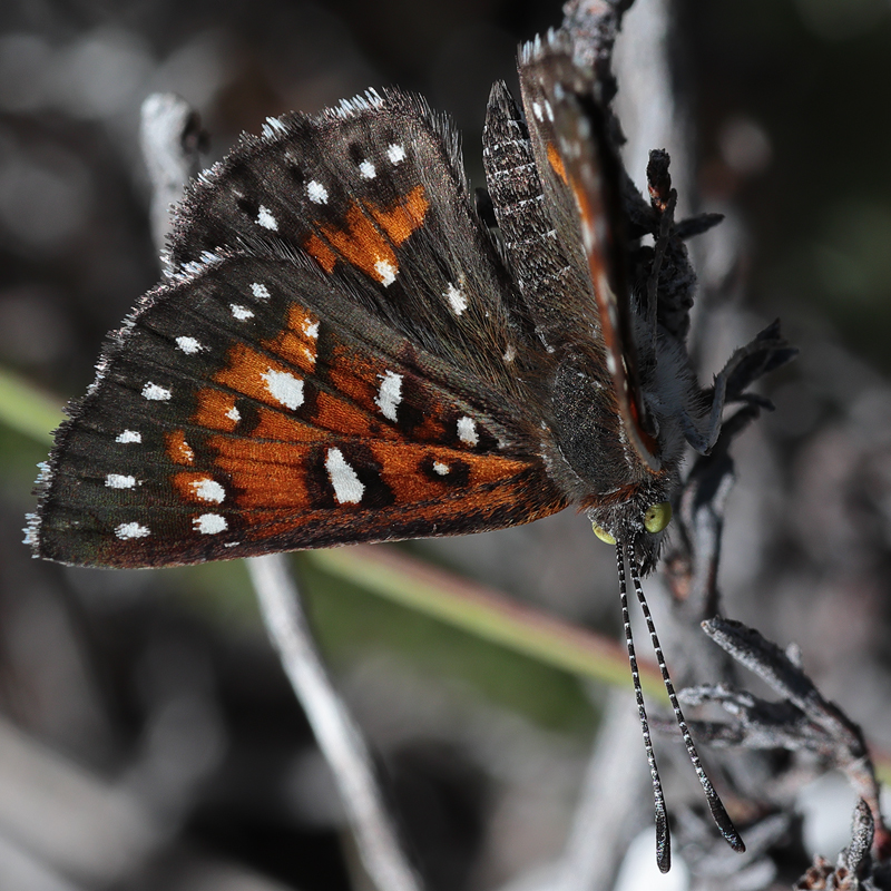 Apodemia virgulti peninsularis