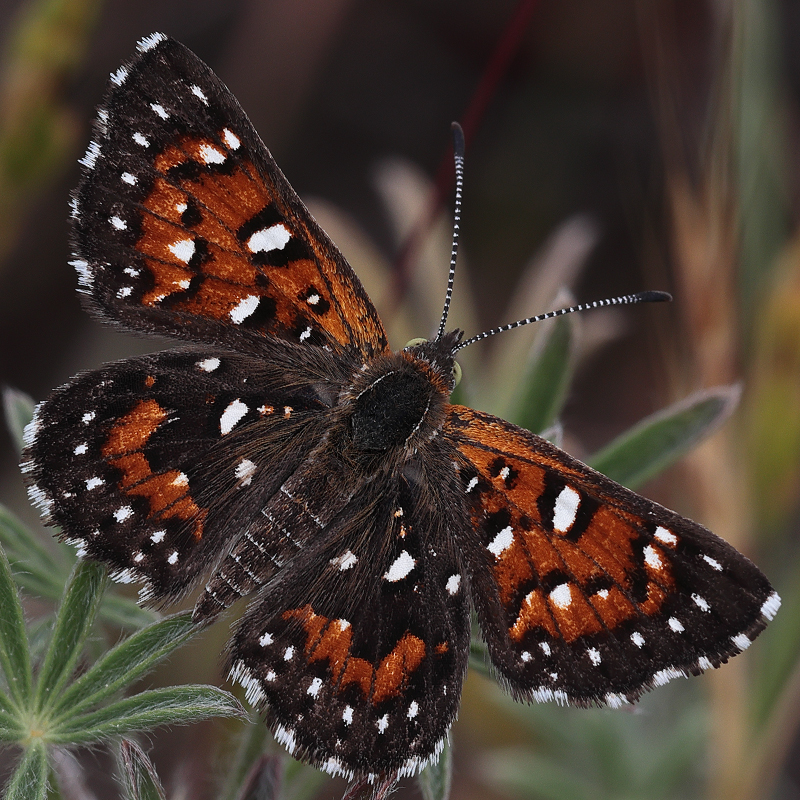 Apodemia virgulti peninsularis