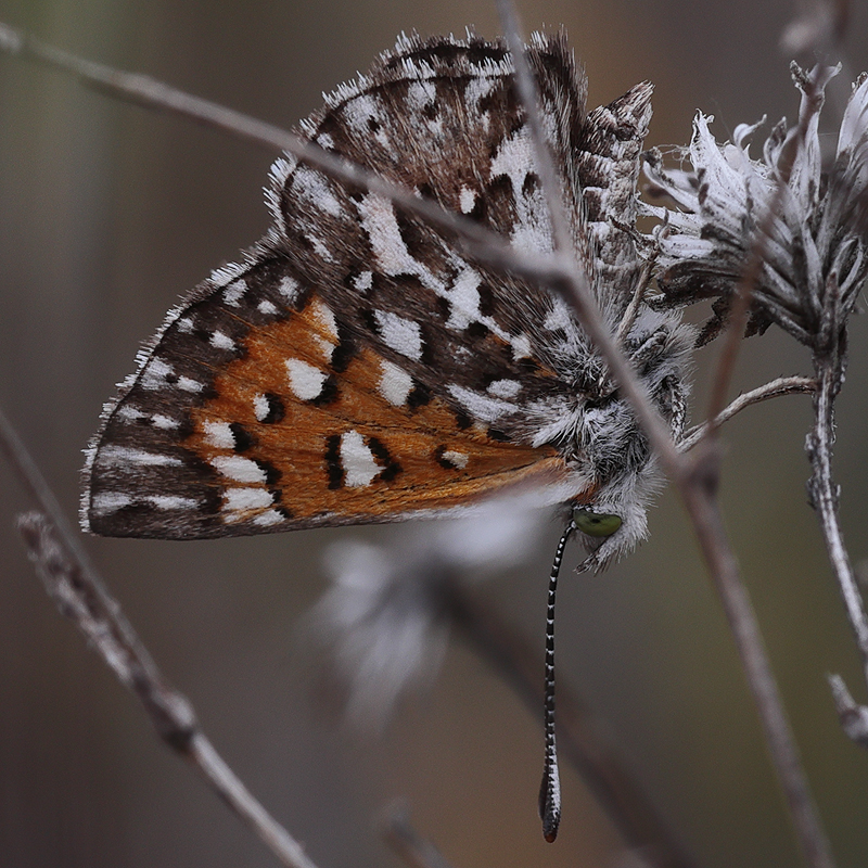 Apodemia virgulti peninsularis