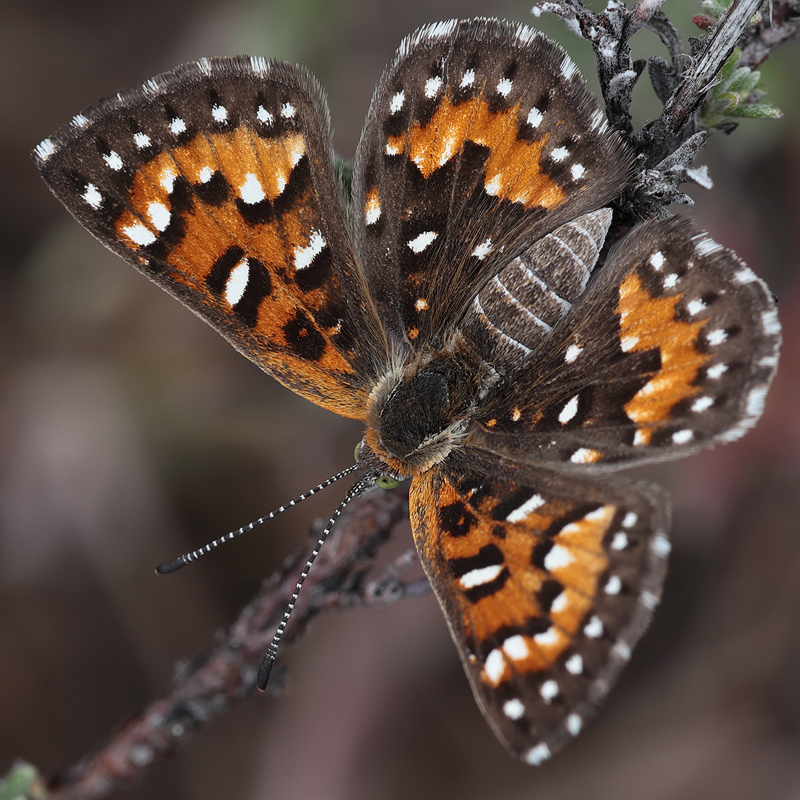 Apodemia virgulti peninsularis
