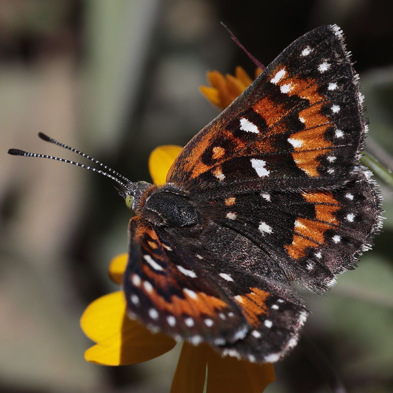 Apodemia virgulti peninsularis