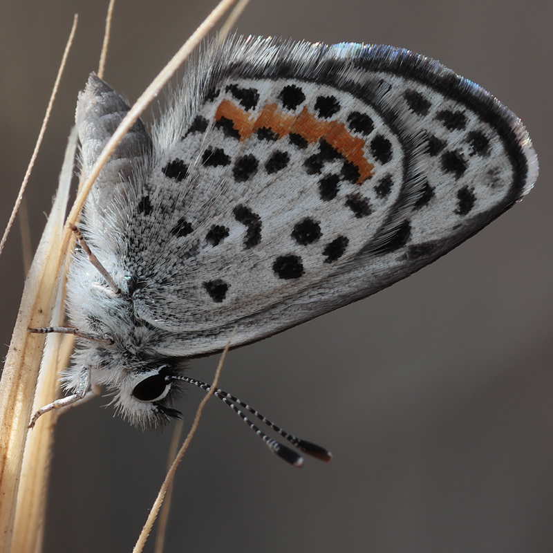 Euphilotes bernardino