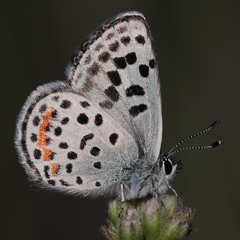 Euphilotes bernardino