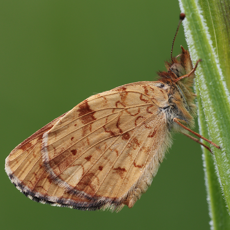 Phyciodes pulchella